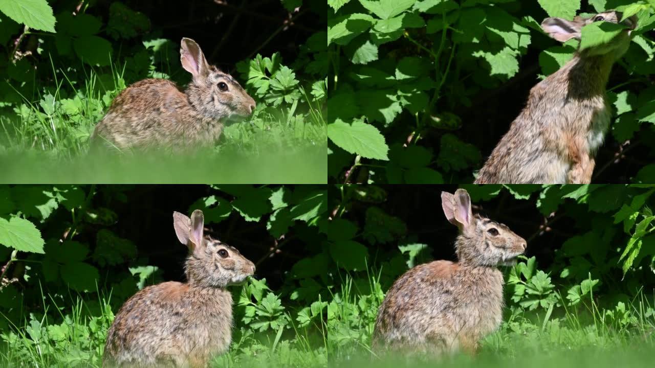 加拿大不列颠哥伦比亚省吃草的东部棉尾兔 (Sylvilagus floridanus) 的特写肖像