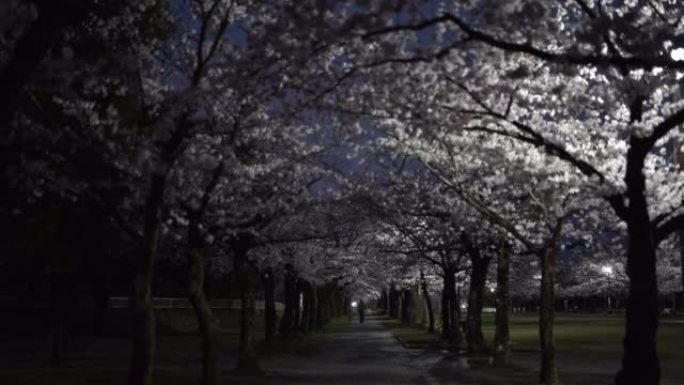 樱花绿树成荫的大道在夜晚