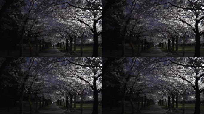 樱花绿树成荫的大道在夜晚