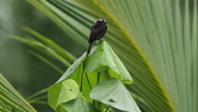 长尾暴龙科的colonus鸟，发现在阿根廷，玻利维亚，巴西，哥伦比亚，哥斯达黎加，厄瓜多尔，长尾鸟飞