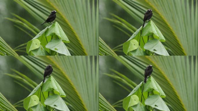 长尾暴龙科的colonus鸟，发现在阿根廷，玻利维亚，巴西，哥伦比亚，哥斯达黎加，厄瓜多尔，长尾鸟飞