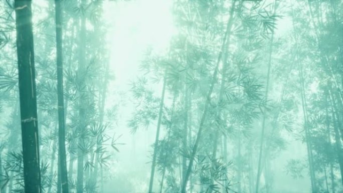 晨雾中的竹绿色森林