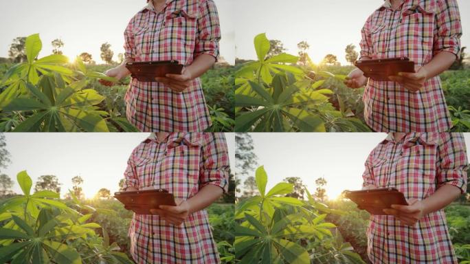 农民用平板电脑记录木薯树的数据