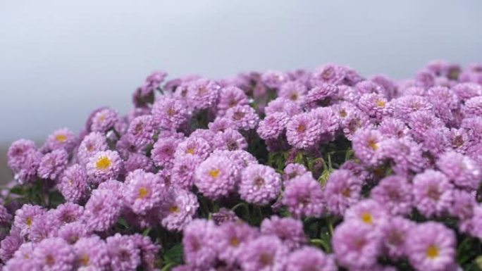 雨中盛开着华丽的紫丁香菊花