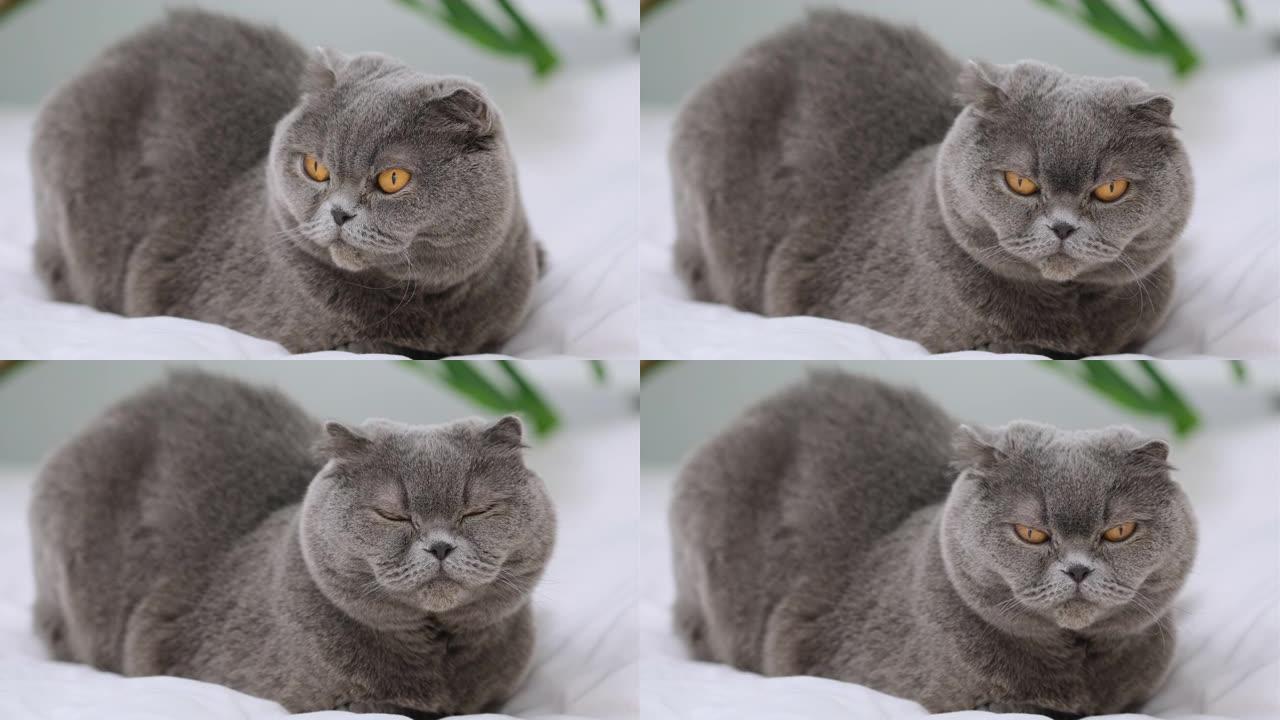 苏格兰折叠猫坐着看着相机，向前看。英国短毛猫灰蓝猫，大黄眼睛。家猫，动物，宠物