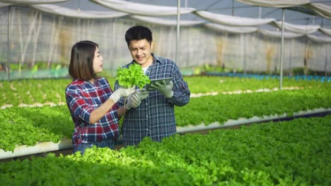 亚洲夫妇农民老板在蔬菜水培农场工作，快乐。年轻的男人和女人通过使用平板电脑检查绿色蔬菜的质量，带着微