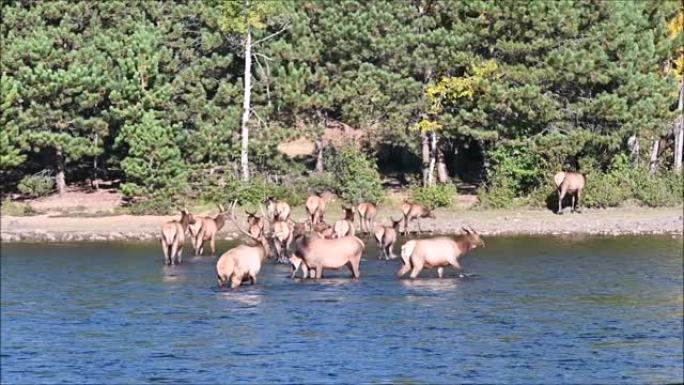 湖中的麋鹿群