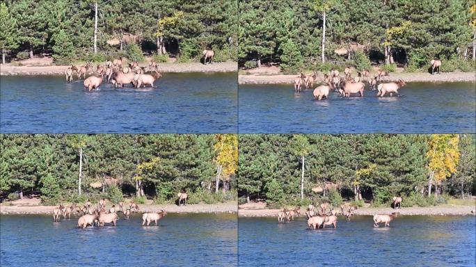 湖中的麋鹿群