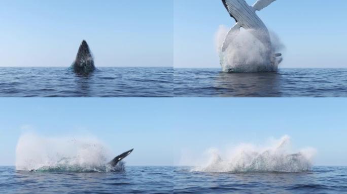 鲸鱼跳出水面座头鲸鱼海洋大海野生动物