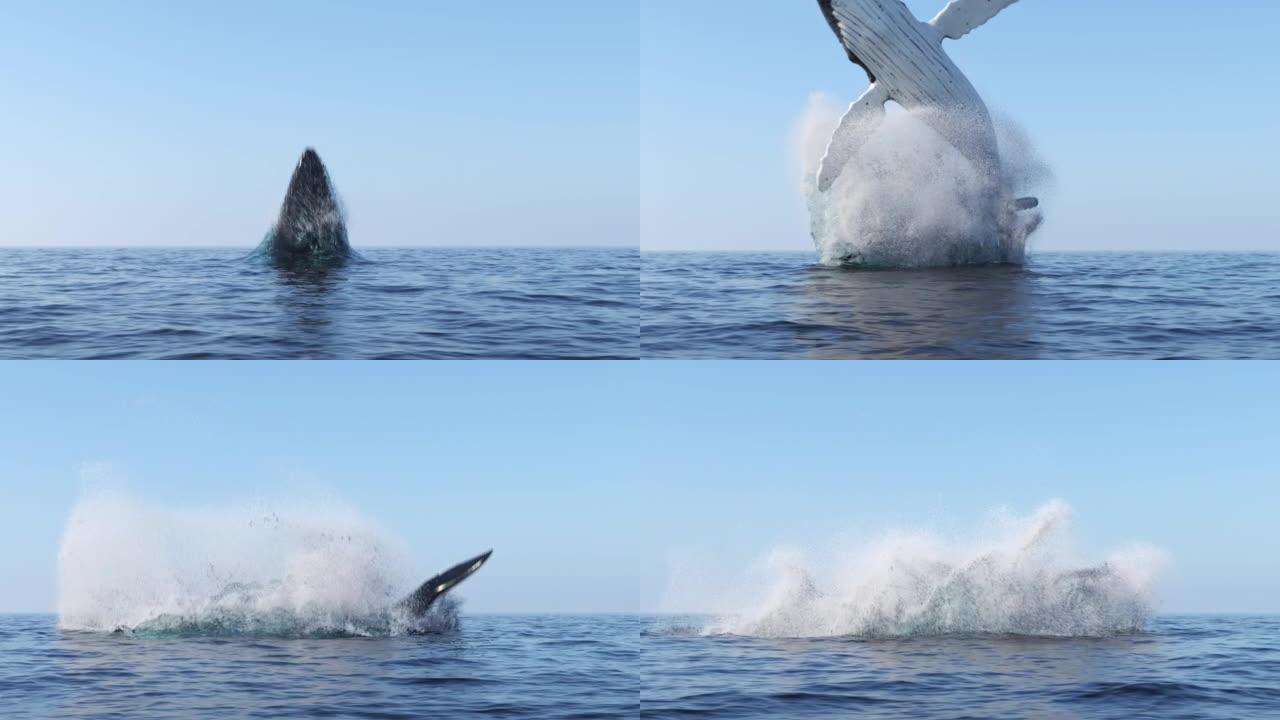 鲸鱼跳出水面座头鲸鱼海洋大海野生动物