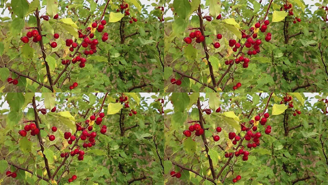 树枝上的红色小野苹果