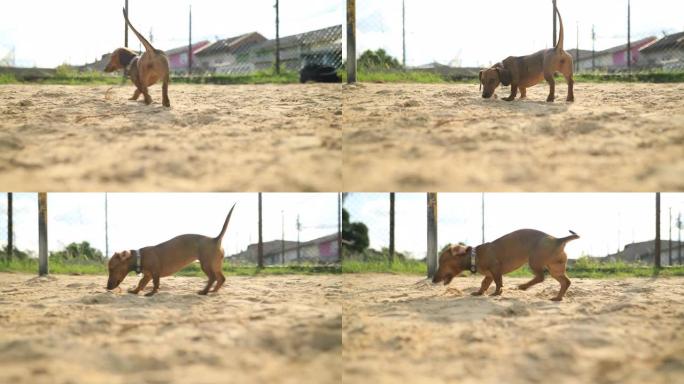 腊肠犬小狗在沙滩上奔跑和玩耍