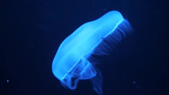 水母在深蓝色背景下在明亮的灯光下水下游泳