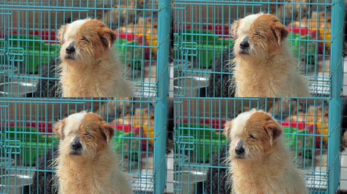 栅栏后面悲伤的混血狗的肖像。收容所或动物托儿所里的狗。动物庇护所的概念。