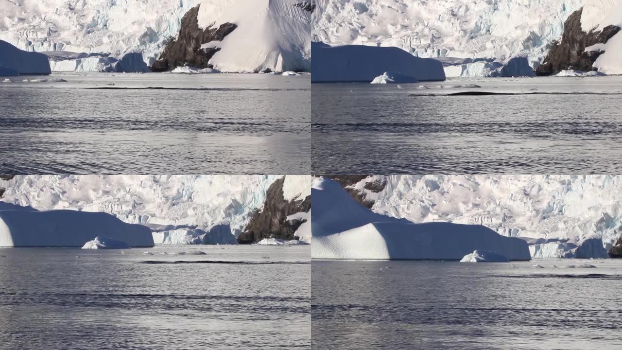 南极水中的座头鲸