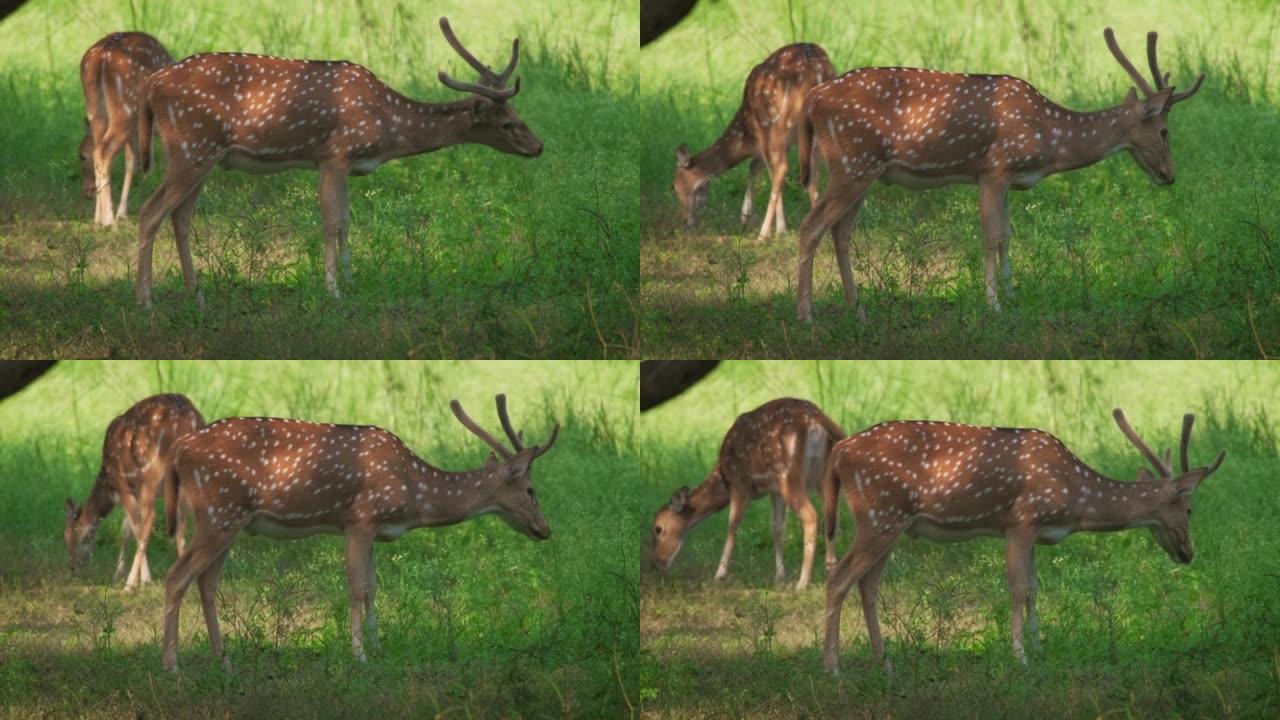 美丽的雄性和雌性chitals或斑鹿放牧。Ranthambore国家公园森林中的新鲜绿草。野生动物园