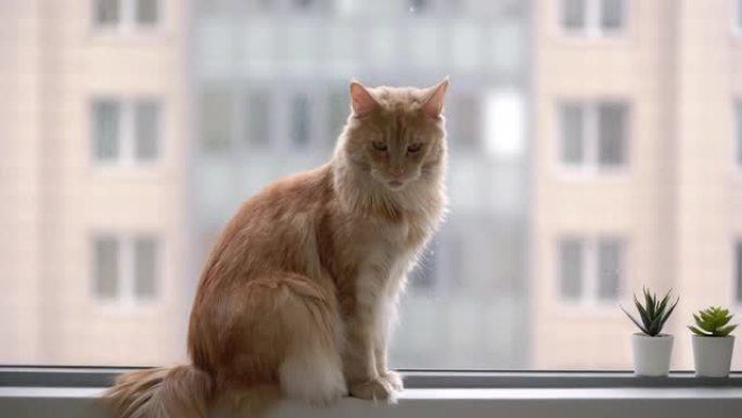 红缅因浣熊猫坐在窗台上。家庭动物宠物小猫mainecoon