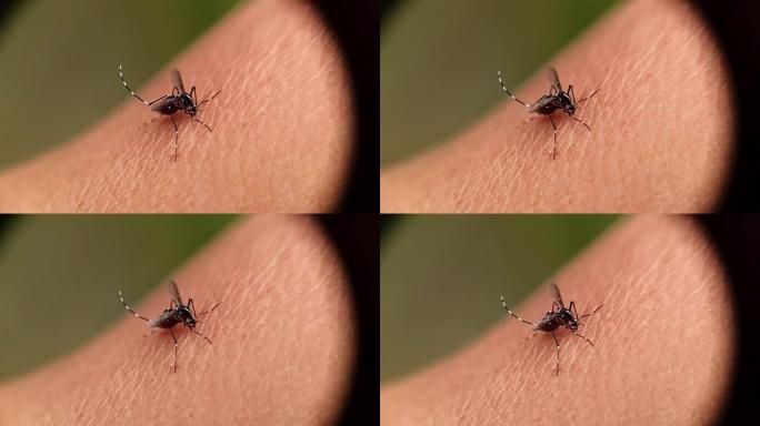 蚊子以慢动作吸食人体血液。文件2