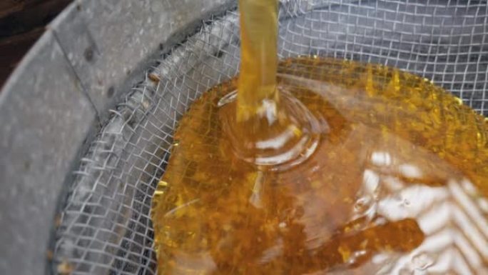 蜂蜜提取器的蜂蜜通过筛子过滤。蜂蜜从桶里倒入漏勺