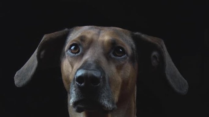 狗的肖像。