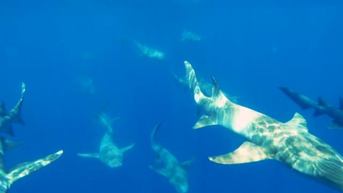 护士鲨鱼在深蓝色的海洋中游泳