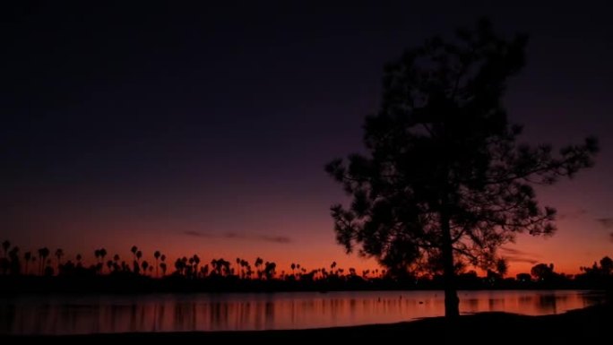 美国加利福尼亚海岸日落海洋海滩上的棕榈树和松树剪影。
