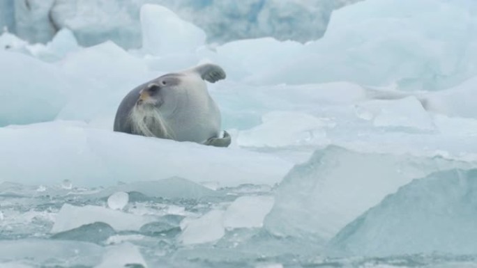 长胡子海豹躺在漂浮的冰山上