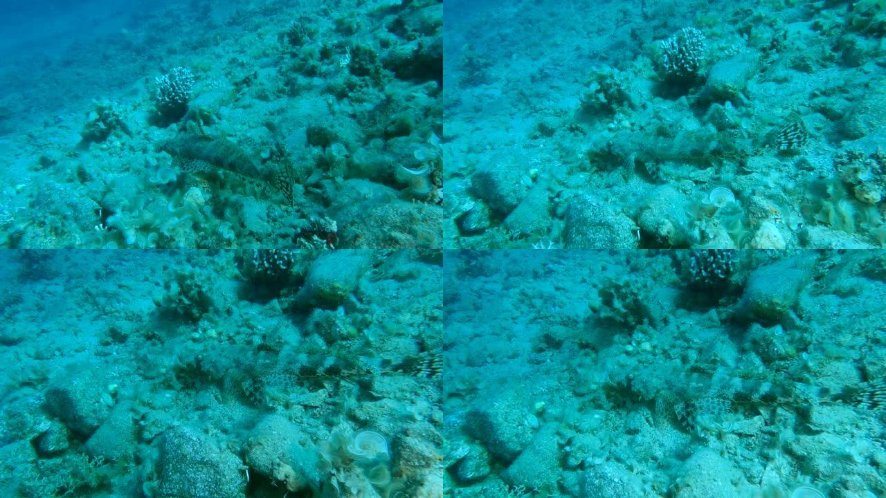 鳄鱼-鱼在珊瑚海床上方缓慢游动。鳄鱼鱼或触手的平头乳头小叶长的。慢动作。埃及红海