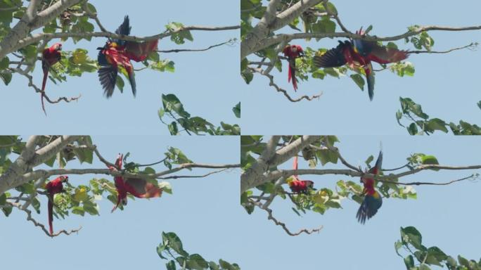 两只红金刚鹦鹉挂在树上玩格斗的高帧率镜头