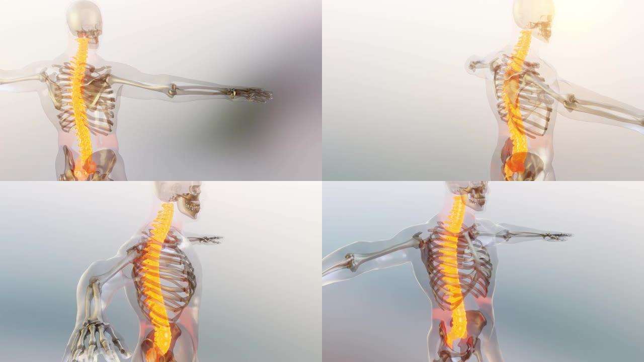 脊髓脊柱颈椎人体骨骼系统解剖动画概念。骨干上的红色，痛苦的脊柱的医学精确动画，男性受伤的骨干，3D渲