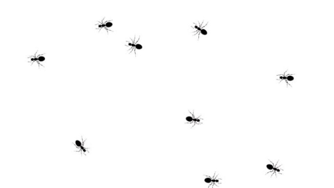 成群的黑蚂蚁在白色的蚂蚁上跑圈