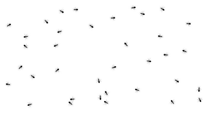 成群的黑蚂蚁在白色的蚂蚁上跑圈