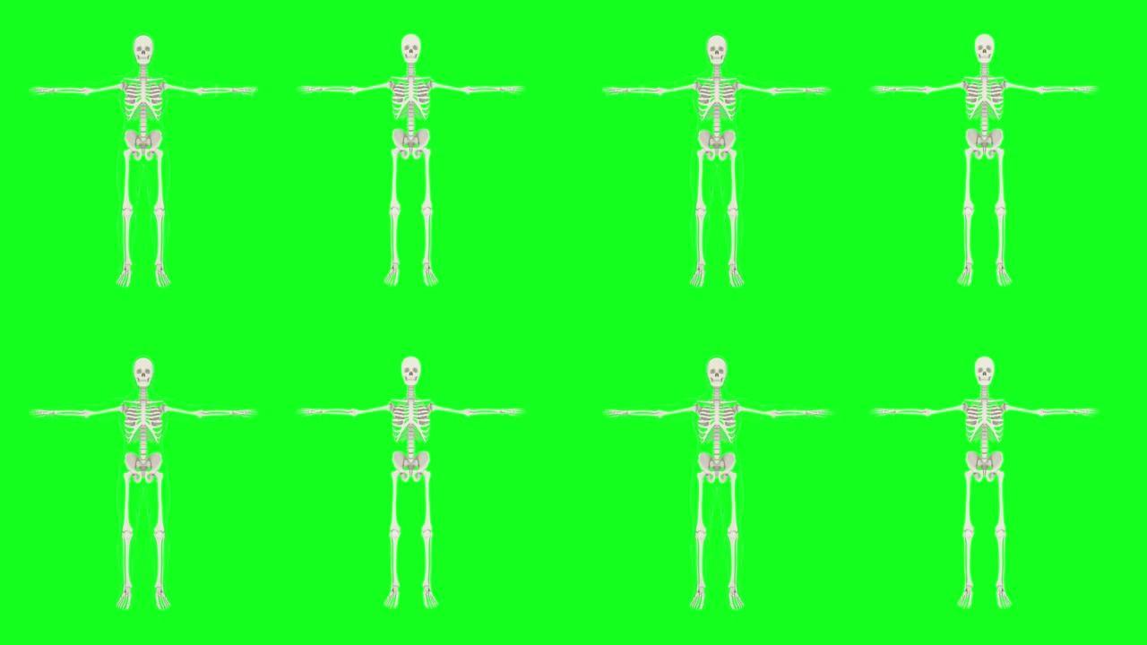 在完全生长的绿色背景上的人类骨骼和人类轮廓。图形插图。