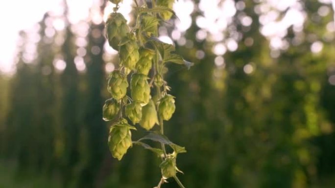 夏末成熟的啤酒花锥