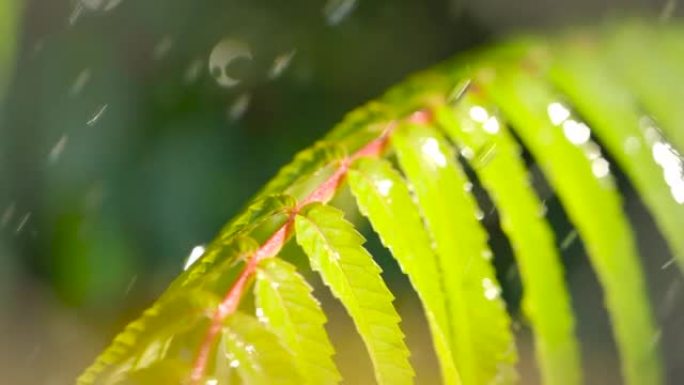 慢动作雨滴在雨中从绿叶蕨类植物中滴落。特写水滴绿叶前景。巨雨落在绿色植物叶子上。平静放松的冥想平静的