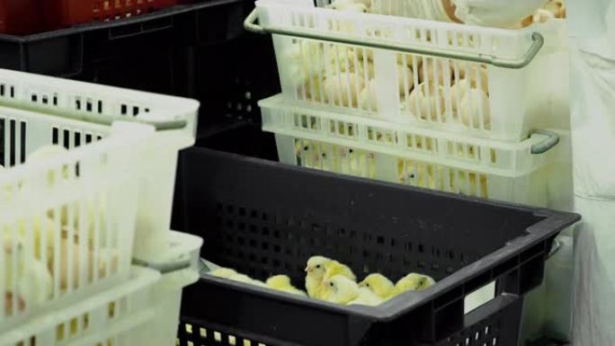 人将肉鸡从带有蛋壳的孵化器分类到容器