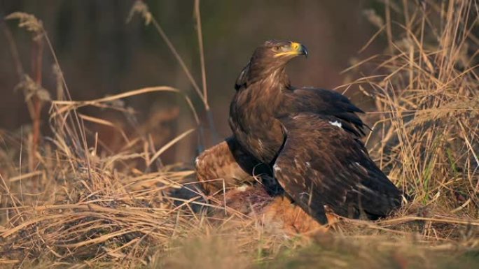 白尾鹰 (Haliaeetus albicilla) 一种以猎物为食的大型猛禽。一只海鹰抓住了一只狐