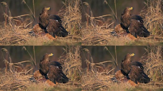 白尾鹰 (Haliaeetus albicilla) 一种以猎物为食的大型猛禽。一只海鹰抓住了一只狐