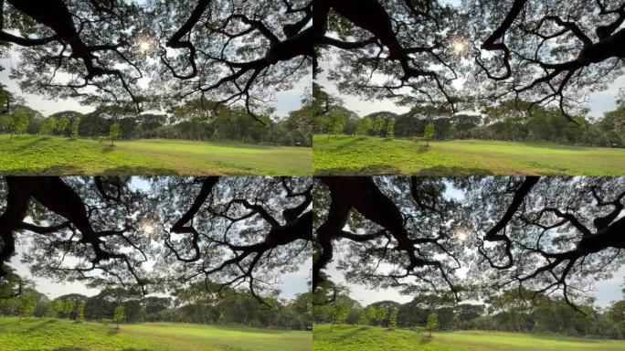 阳光照射的大树的树枝