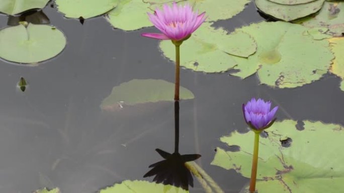 风吹池紫粉荷花