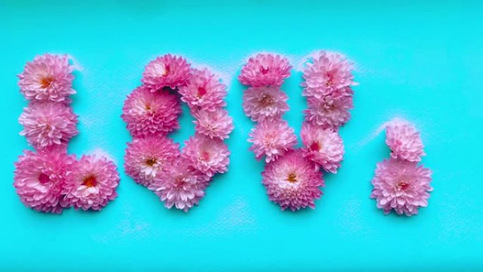 定格动画粉红色菊花花的爱情一词出现，然后消失在精致的蓝色背景上