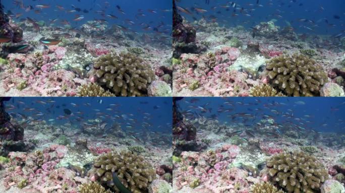 珊瑚礁上寻找食物的热带鱼群。