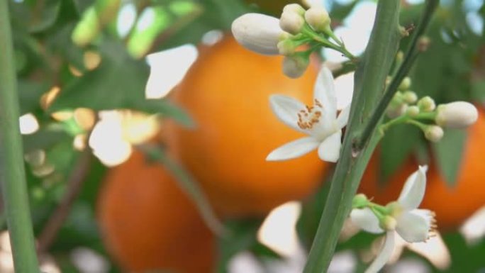 白橙香花在绿色柑橘树的枝条上绽放