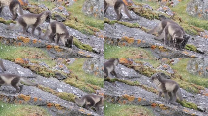 挪威斯匹次卑尔根山的北极狐