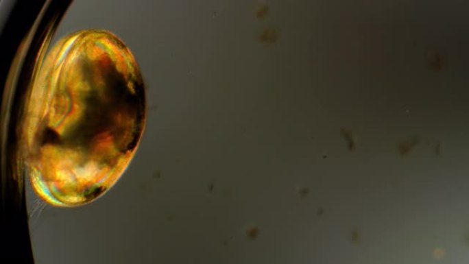 水蚤-显微镜下的水生昆虫
