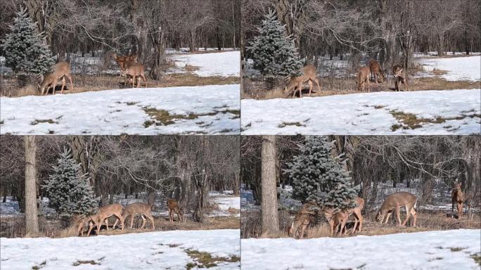 雪中的四只鹿