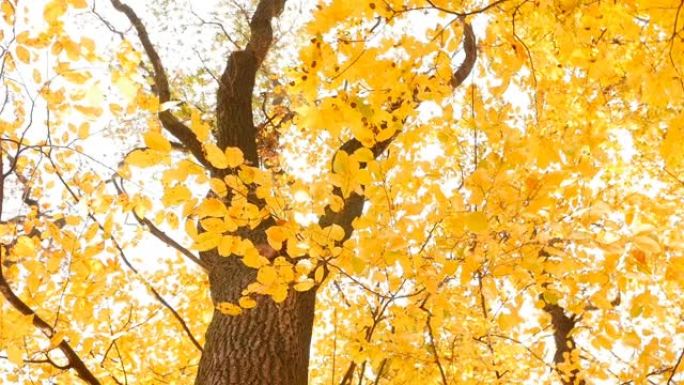 红松鼠坐在树上。亮黄色的叶子。秋公园。运动中的摄像机