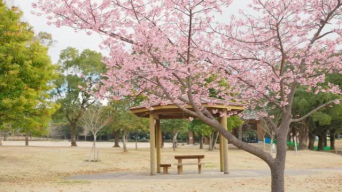 川津樱花盛开的疗愈空间