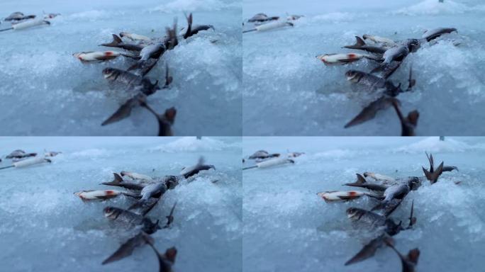 大风天在冰上刚钓到的鱼