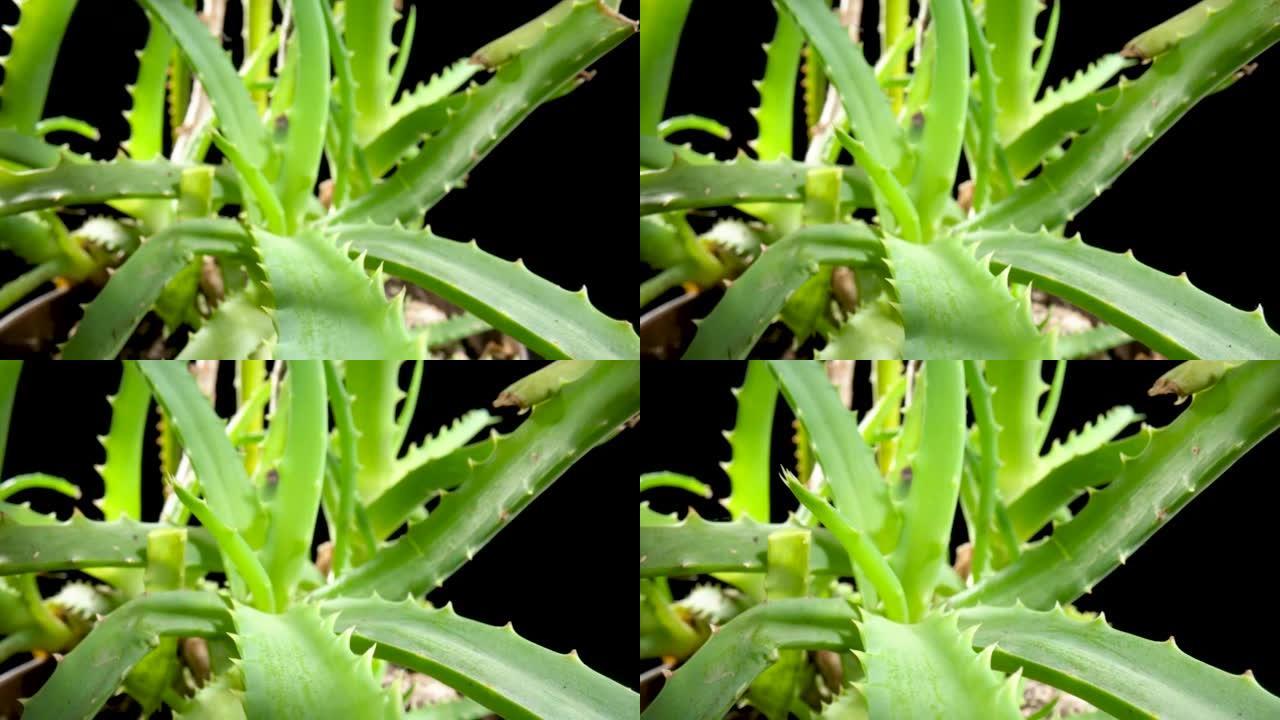 相机变焦绿叶植物芦荟在孤立的黑色背景。自制芦荟植物，有锋利的常绿叶子。天然植物区系，壁纸上的药用植物
